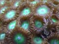 Greenzoanthid-6400.jpg