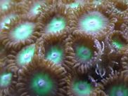 Greenzoanthid-6400.jpg