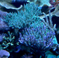 Acropora nana -8492.jpg