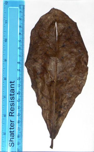 Indian Almond Leaf1.jpg