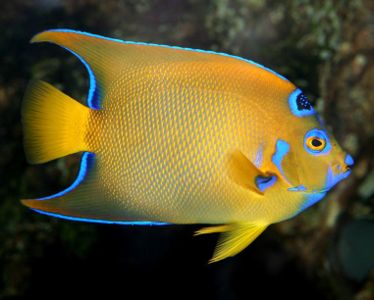 Queen Angelfish