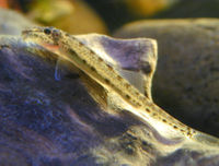 Horseface loach.jpg