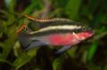 Pelvicachromis pulcher (male) 0299.jpg