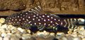 Synodontis angelica.jpg