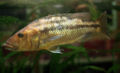 Tyrannochromis 01.jpg