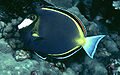 Acanthurus japonicus453.jpg