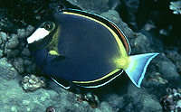 Acanthurus japonicus453.jpg