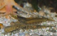 Caridina Japonica1.jpg