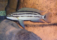 Chalinochromis popelini.jpg