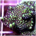 Montipora Spongodes 2.jpg