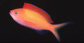 Pseudanthias dispar3564.jpg