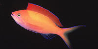 Pseudanthias dispar3564.jpg