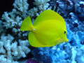 Yellow Tang-1299.jpg