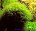 Java moss.jpg