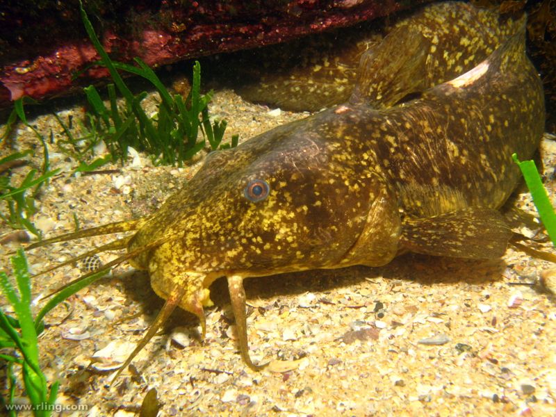 File:Cnidoglanis macrocephalus-6808.jpg