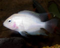 Convictcichlid-juvenile-7383.jpg