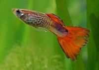 Male Guppy.jpg