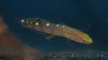 Rainfordgoby-611.jpg