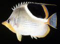 Chaetodon ephippium53453.jpg