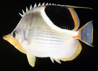 Chaetodon ephippium53453.jpg