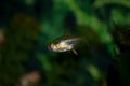 Lemon tetra-5858.jpg