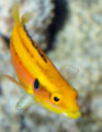 Bodianus bimaculatus9928.jpg