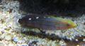 Rainfordsgoby-907.jpg