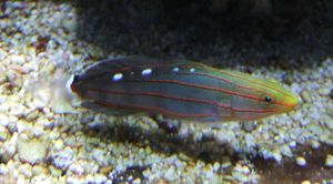 Rainfordsgoby-907.jpg