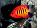 FlameAngelfish1-4718.jpg