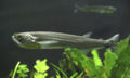 Hydrolycus scomberoides34537.jpg
