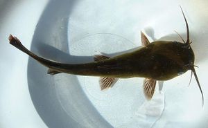 Black Catfish - The Free Freshwater and Saltwater Aquarium Encyclopedia  Anyone Can Edit - The Aquarium Wiki