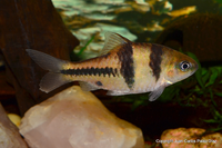 Spanner Barb