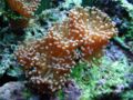 Branching White Frogspawn-4653.jpg