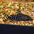 Synodontis Angelicus x Eupterus.jpg