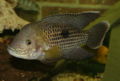 Aequidens rivulatus2342.jpg