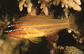 Apogon cyanosoma9987.jpg