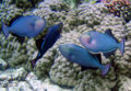 Black Triggerfish.jpg