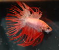 CT Multicolour M Betta-6735.jpg