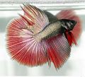 Betta splendens2.jpg