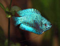 Powder Blue Gourami1.jpg