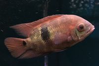 Chocolatecichlid.jpg