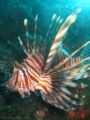 CommonLionfish2-8233.jpg