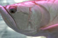 Arowana-4098.jpg