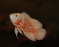 Astronotus ocellatus-3729.jpg