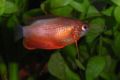 Honeygourami-842.jpg