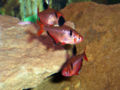 Serpae tetras-2886.jpg