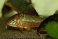 Corydoras pantanalensis.jpg