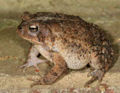 Bufo americanus1.jpg