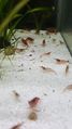 CherryRedShrimp6.jpg