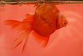 Goldfish with swim bladder disease.JPG